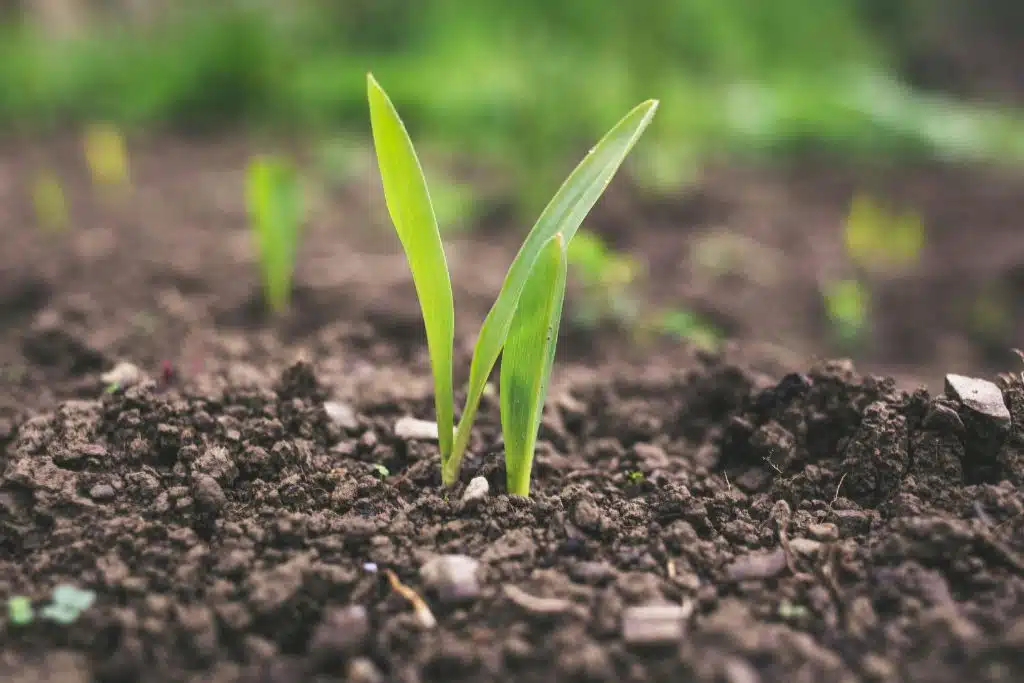 Soil Restoration Is the Fastest Way to Cool the Planet eart blog image